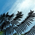 Palms Flying High